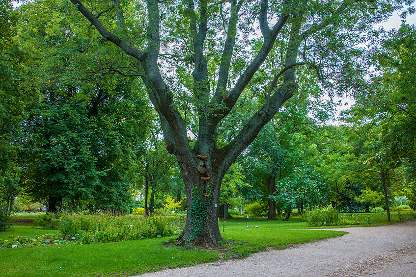 Baum am Hauptweg im Botanischen Garten