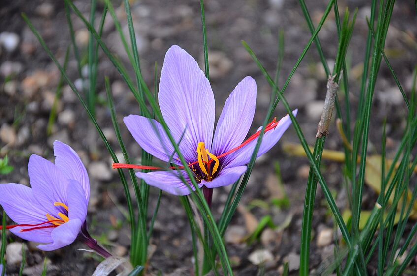 Safran (Crocus sativus)