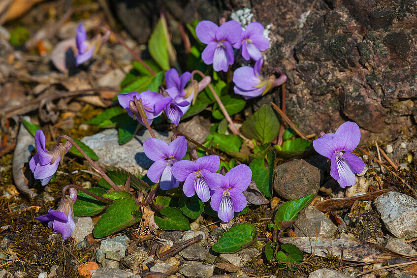 Veilchen (Viola sp.)
